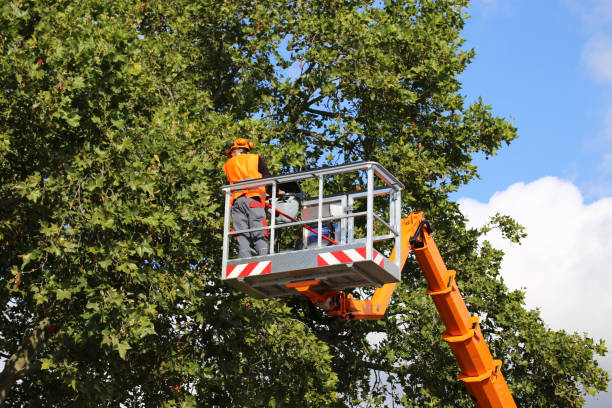 Why Choose Our Tree Removal Services in Lake City, GA?